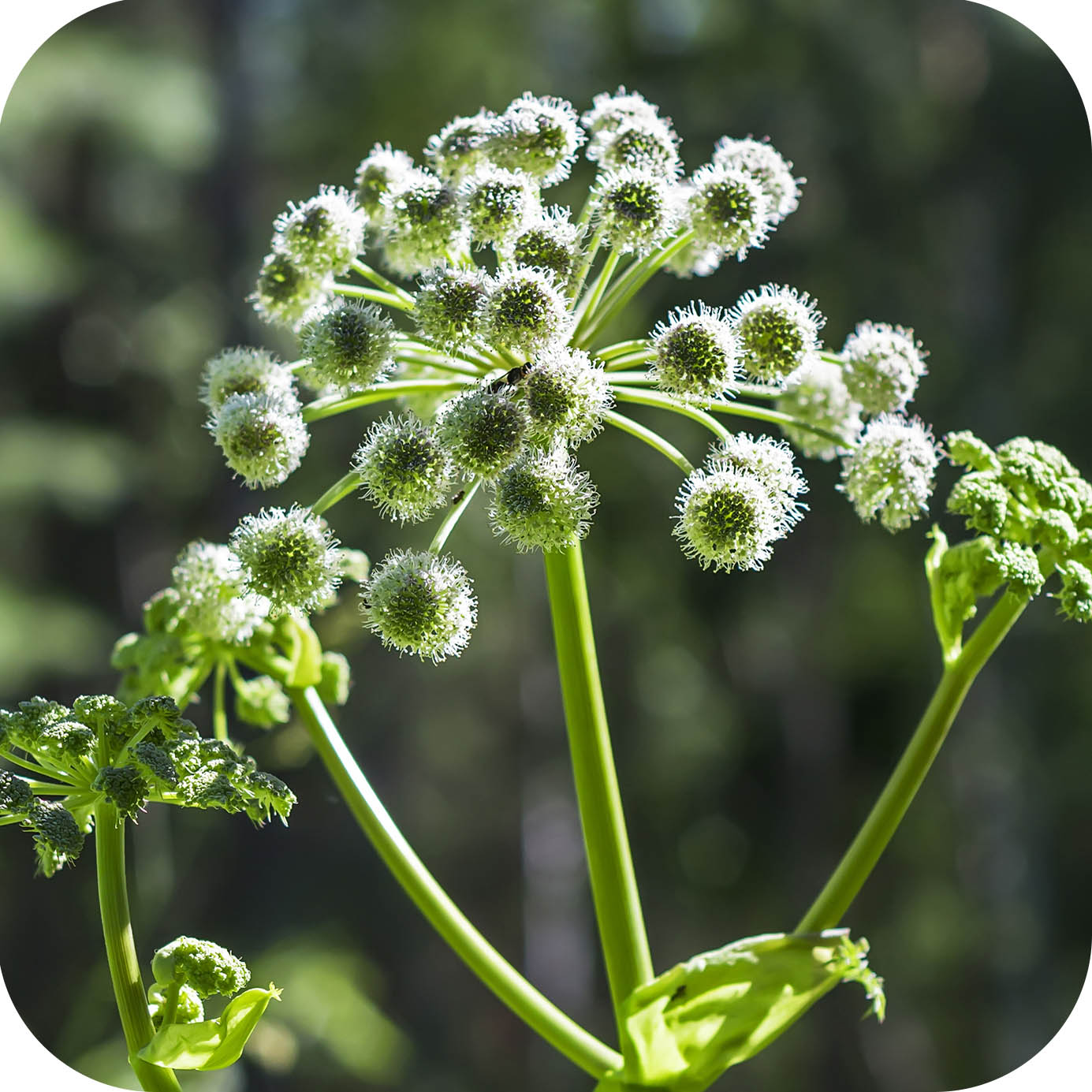 Angelica (Angelica sylvestris) plug plants Cumbria Wildflowers